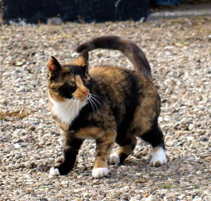 Huskat * Kylle * - Hvad der galt med hende ? :/  billede 11