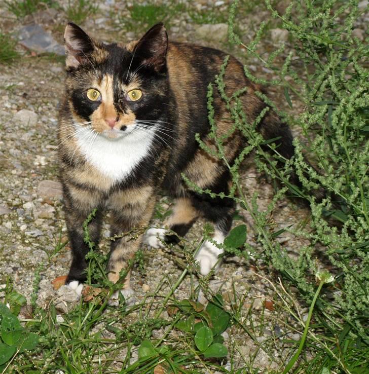 Huskat * Kylle * billede 13