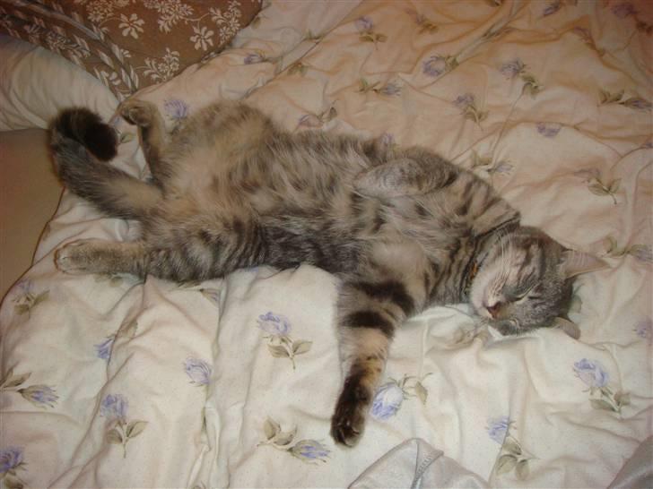 Huskat Mille billede 12