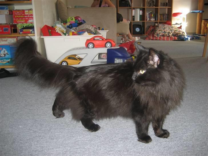 Maine Coon Bagheera billede 3