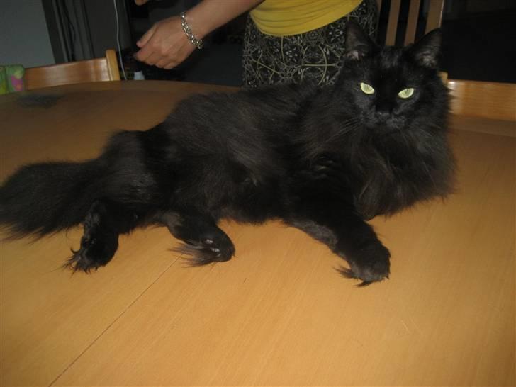 Maine Coon Bagheera billede 6