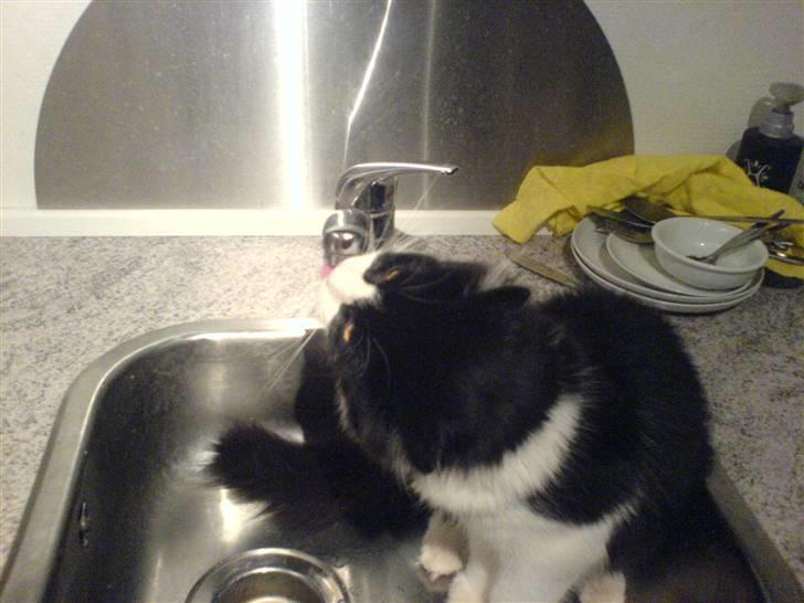 Huskat Zille - Tørstig billede 13