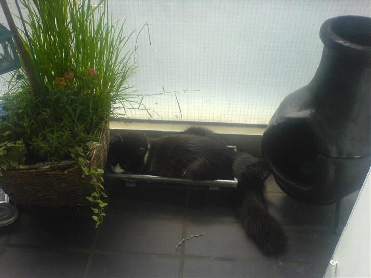 Huskat Zille - Du kan ikke finde mig:-) billede 14