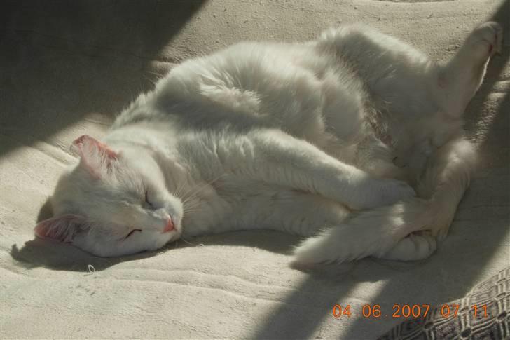 Huskat Simba Død af kraft 28/9-9 billede 11