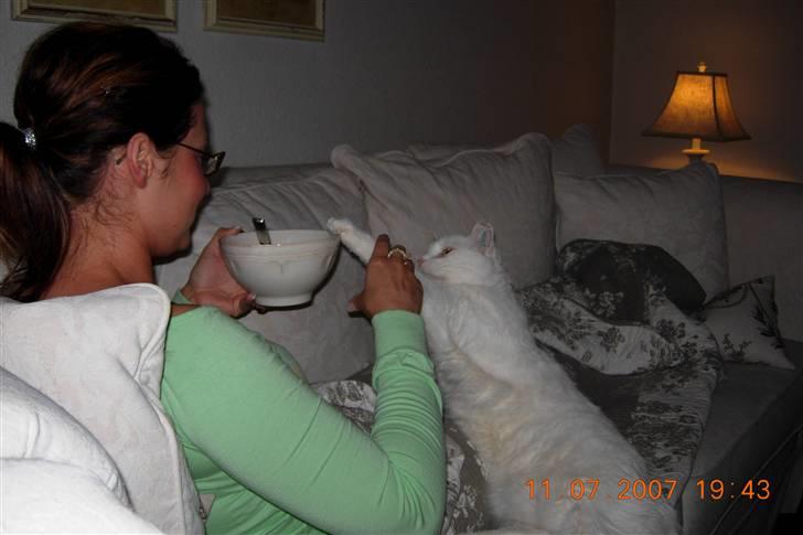 Huskat Simba Død af kraft 28/9-9 billede 12