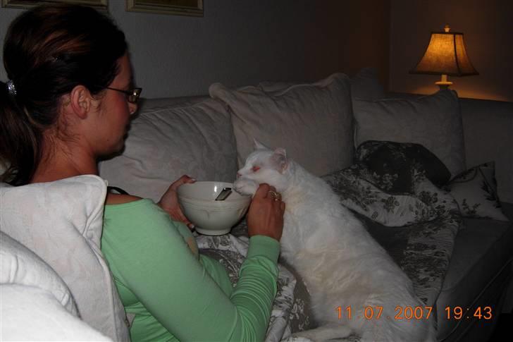 Huskat Simba Død af kraft 28/9-9 billede 13