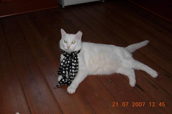 Huskat Simba Død af kraft 28/9-9 billede 14