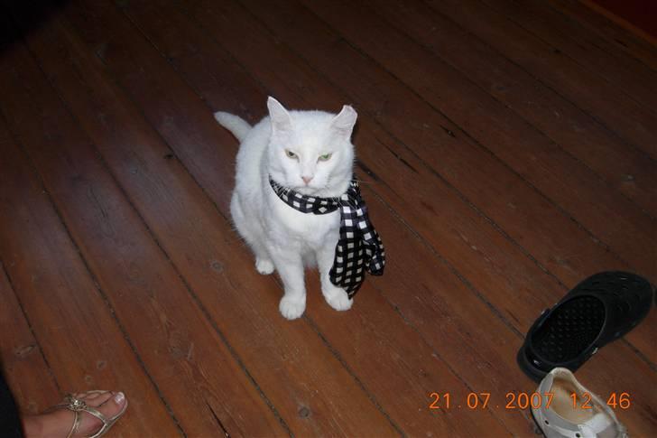 Huskat Simba Død af kraft 28/9-9 billede 15