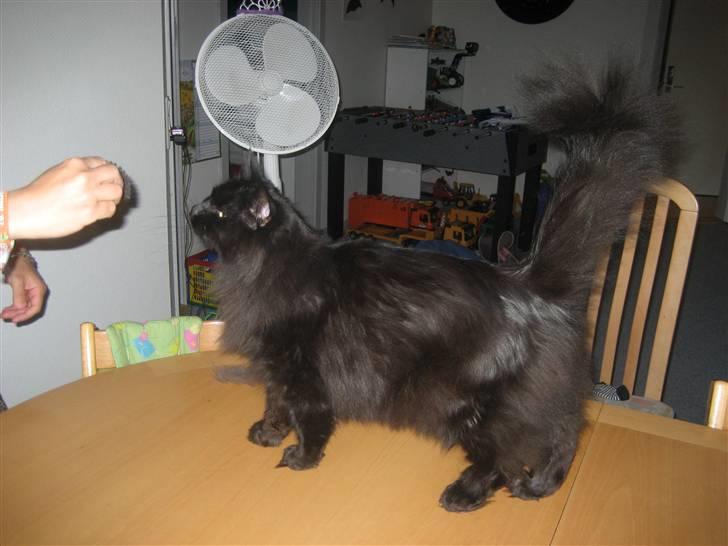 Maine Coon Bagheera billede 8