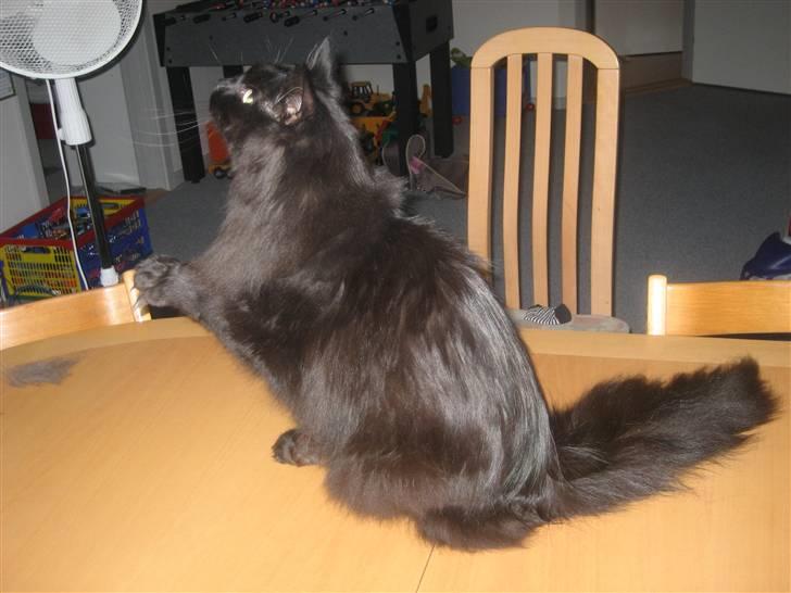 Maine Coon Bagheera billede 9