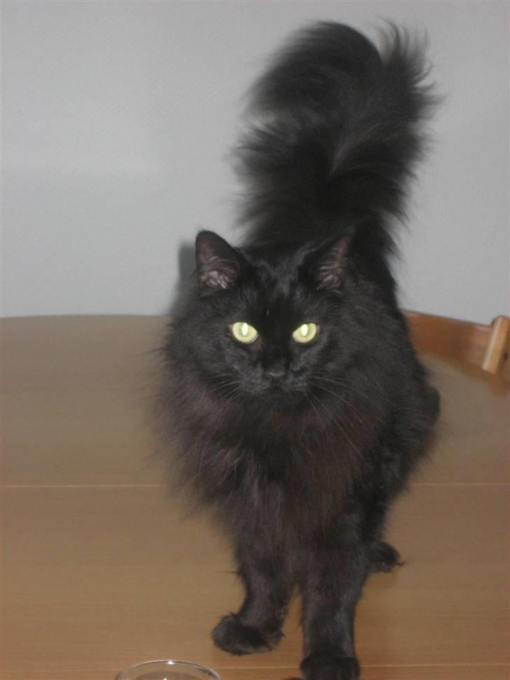 Maine Coon Bagheera billede 10