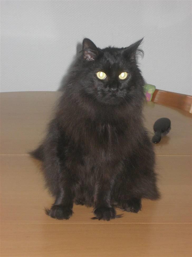 Maine Coon Bagheera billede 11