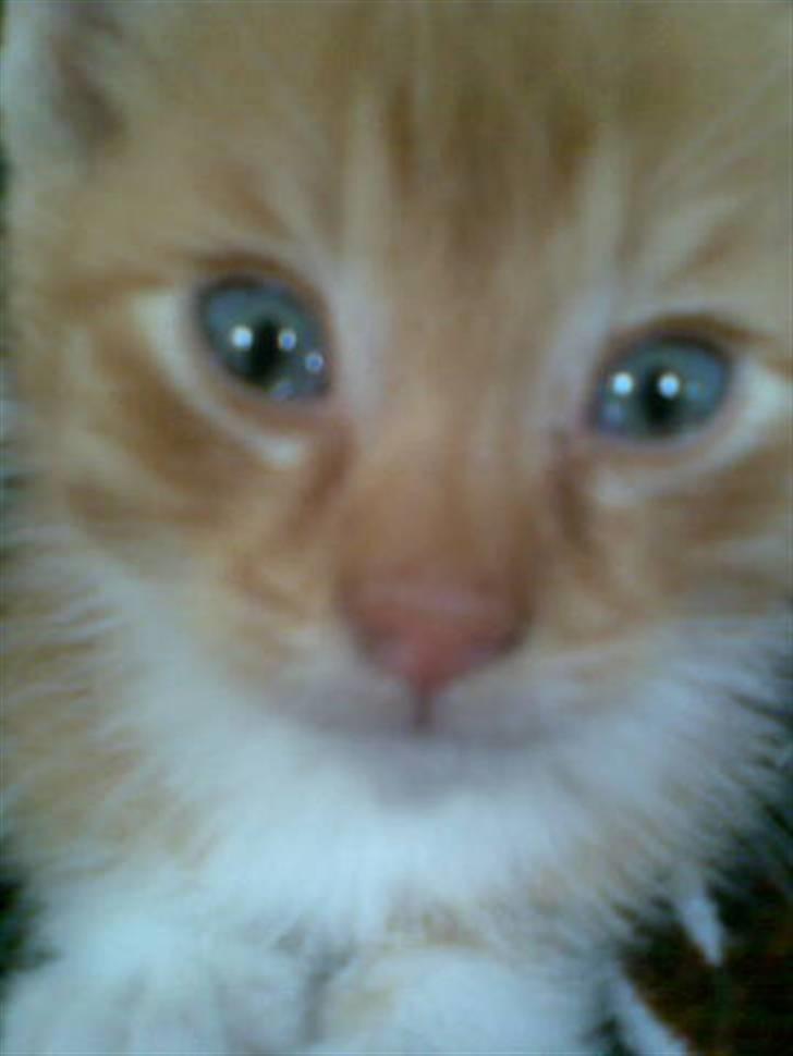 Huskat Basse billede 1