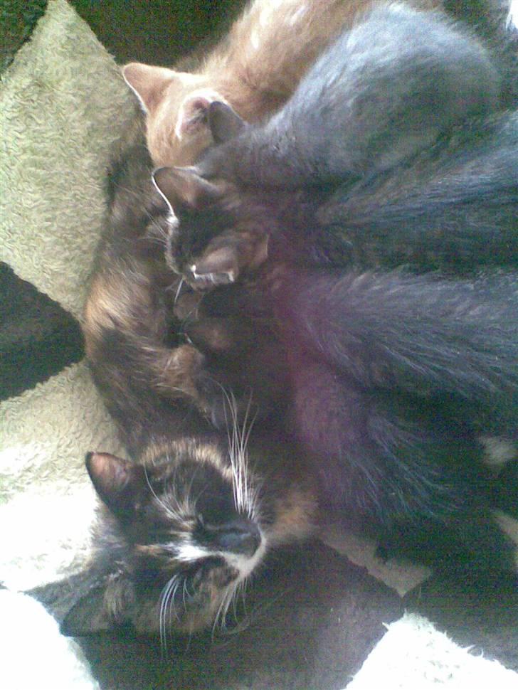 Huskat Basse billede 2