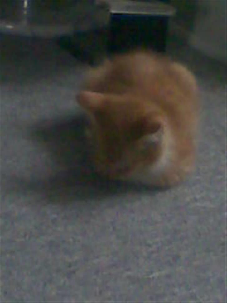 Huskat Basse billede 3