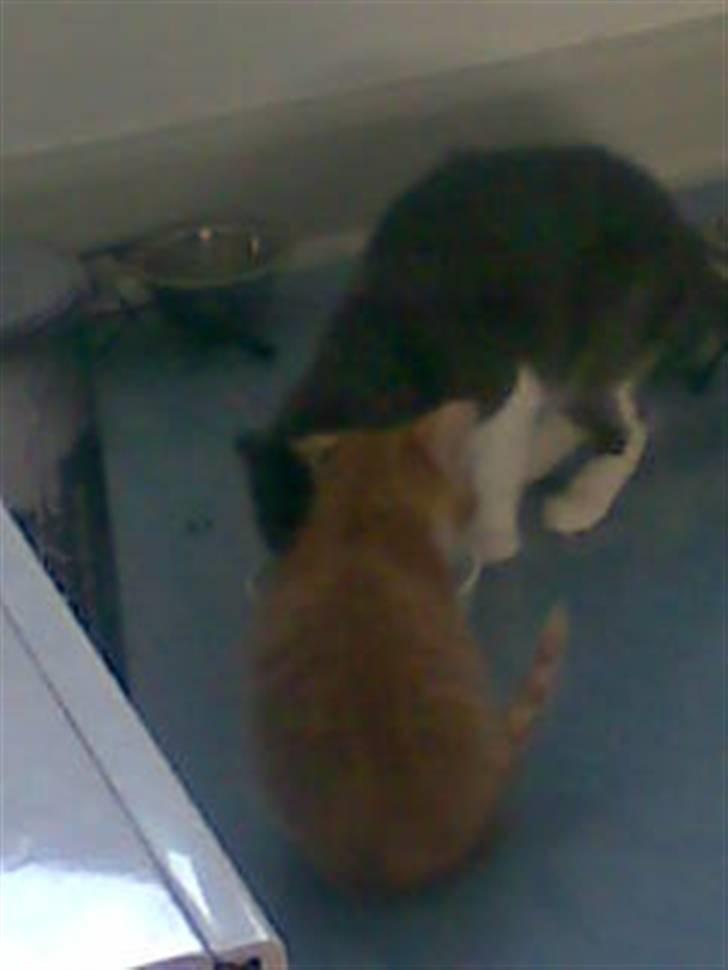 Huskat Basse billede 5