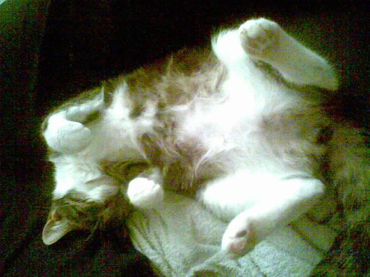 Huskat Mille billede 2