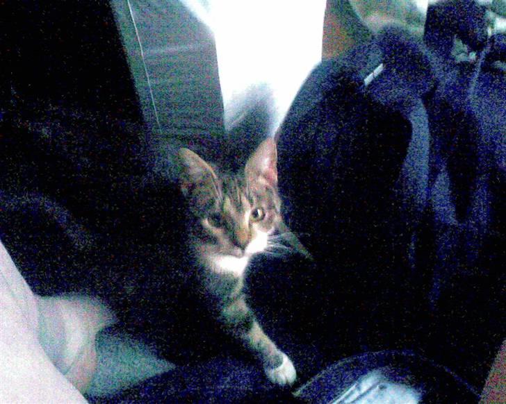 Huskat Mille billede 3