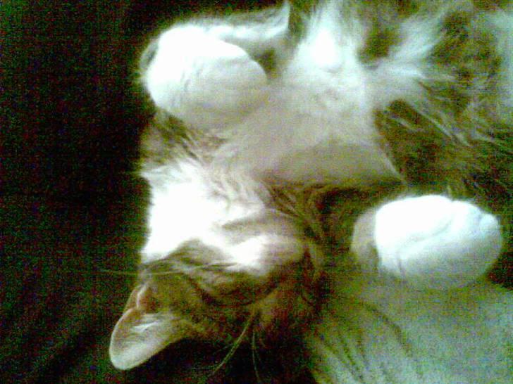 Huskat Mille billede 4