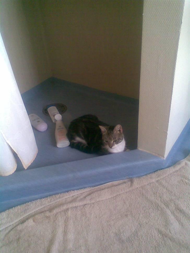 Huskat Mille billede 5