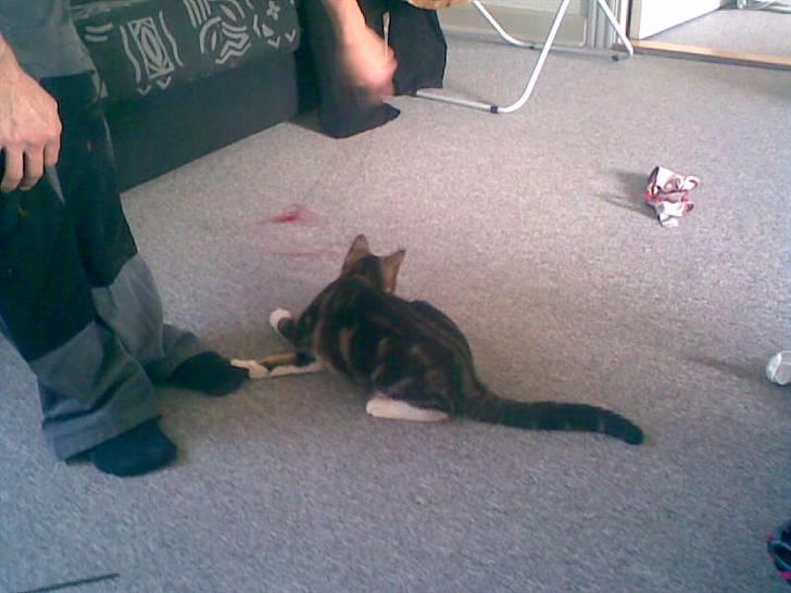 Huskat Mille billede 6