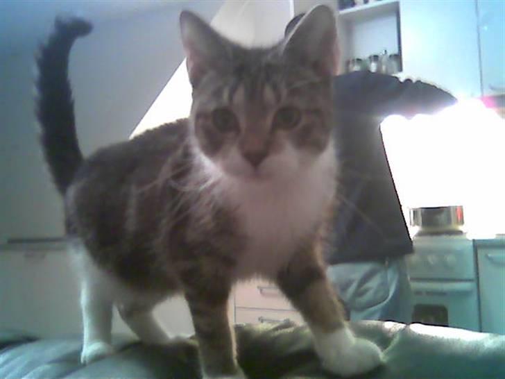 Huskat Mille billede 7