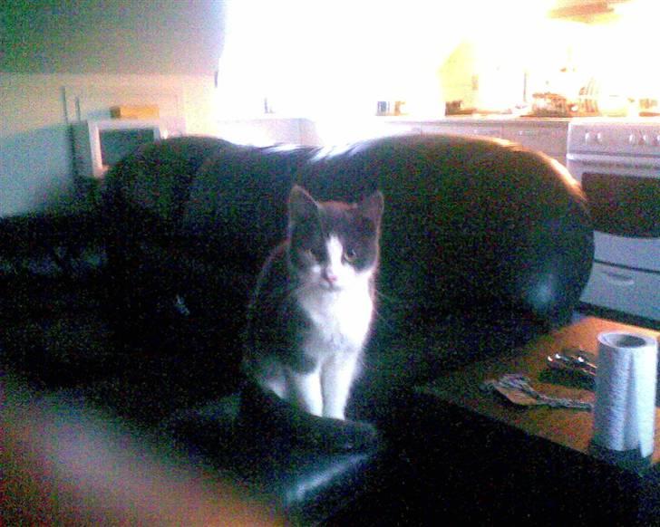 Huskat mini billede 7