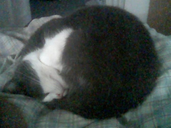 Huskat mini billede 8