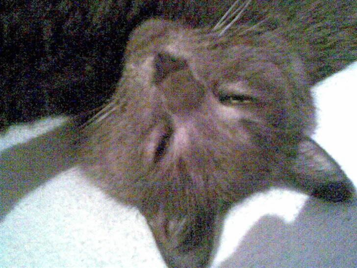 Blanding af racer Mille billede 1