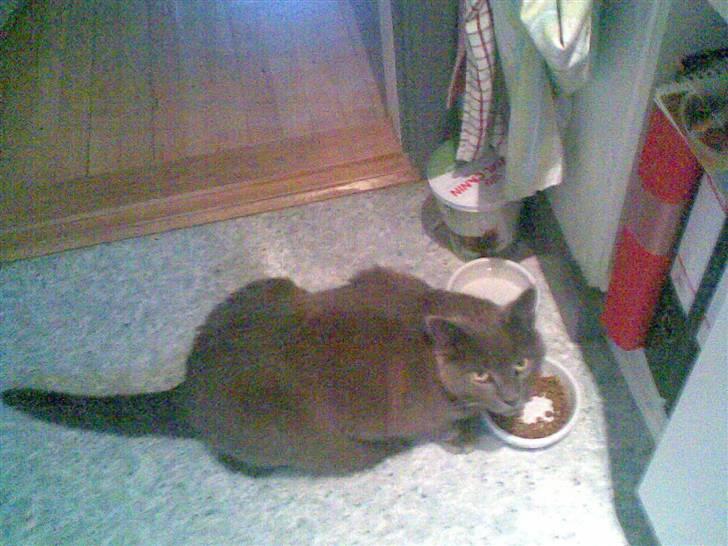 Blanding af racer Mille billede 2