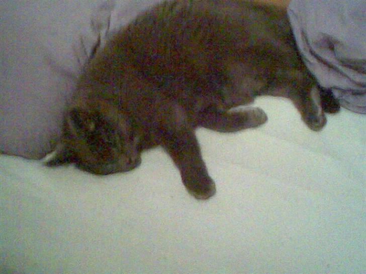 Blanding af racer Mille billede 3