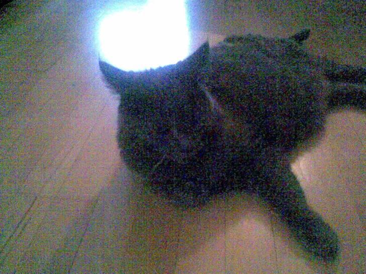 Blanding af racer Mille billede 4