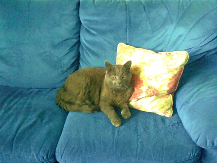 Blanding af racer Mille billede 5