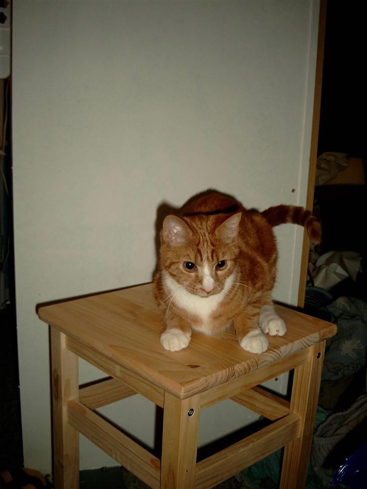 Blanding af racer Simba billede 8