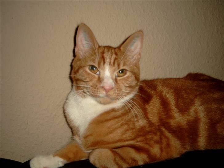 Blanding af racer Simba billede 9