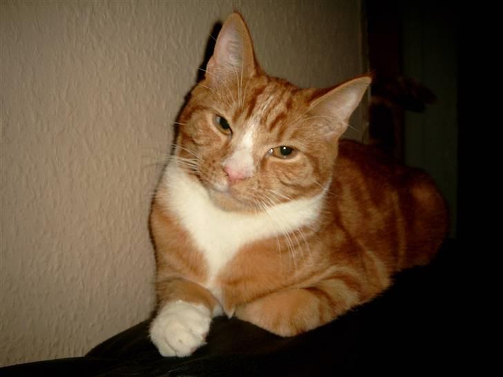 Blanding af racer Simba billede 10