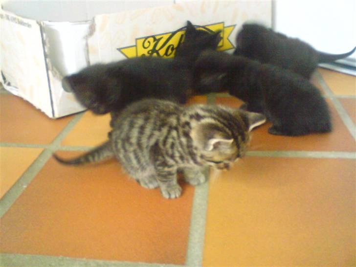 Blanding af racer Killinger billede 1