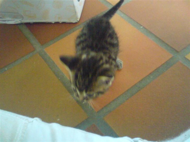 Blanding af racer Killinger billede 2