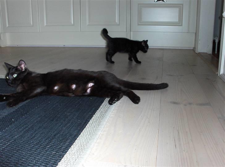 Blanding af racer Killinger billede 3