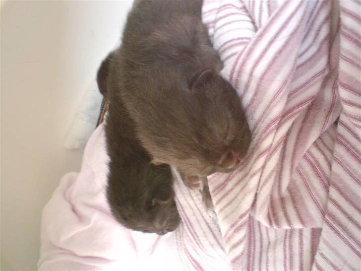 Blanding af racer Killinger billede 4