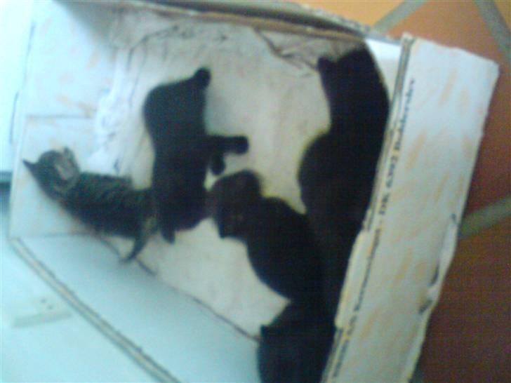 Blanding af racer Killinger billede 5