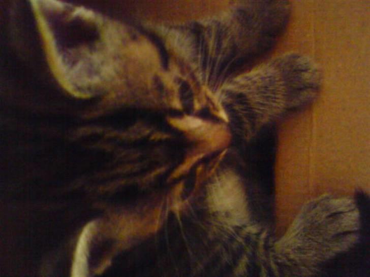 Blanding af racer Killinger billede 6