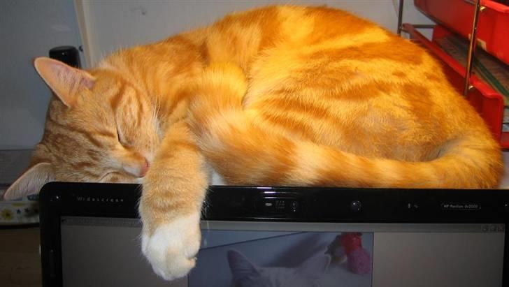 Huskat Elmer billede 1