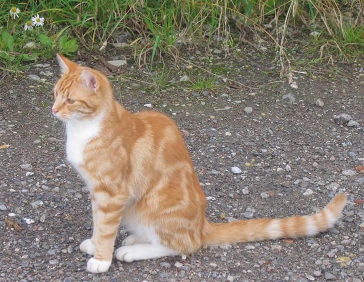 Huskat Elmer billede 2