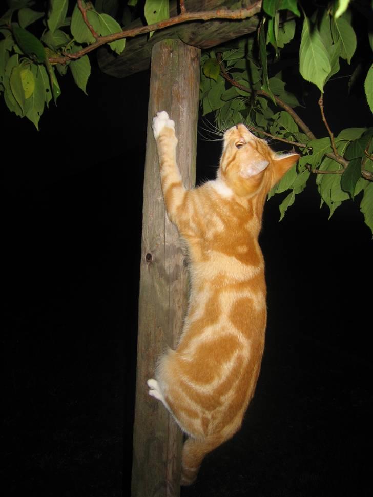 Huskat Elmer billede 3