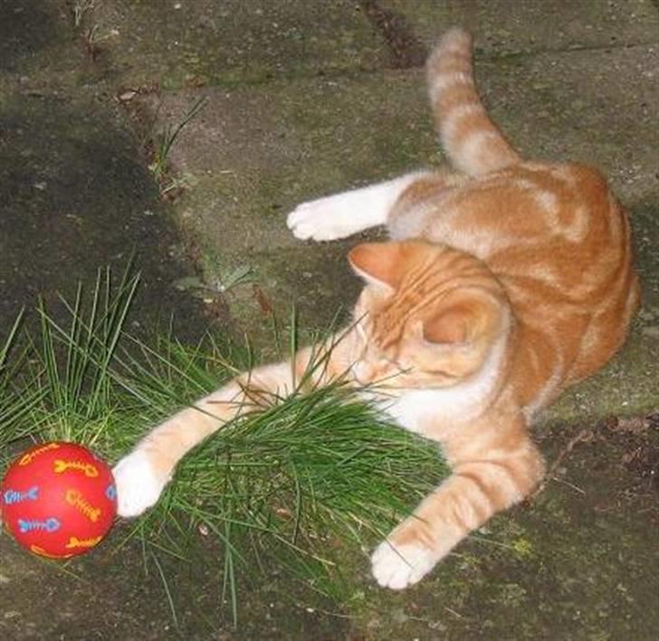 Huskat Elmer billede 4