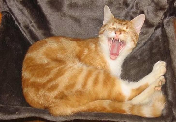 Huskat Elmer billede 5