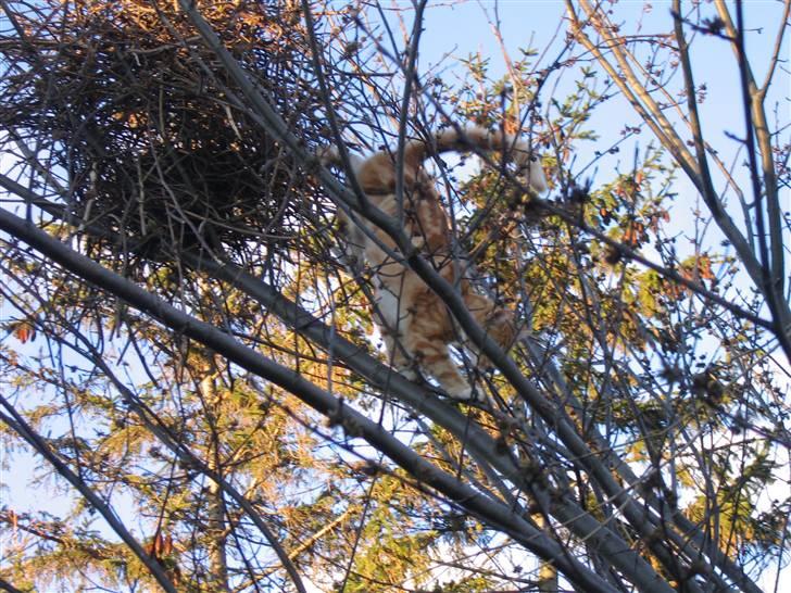 Huskat Elmer billede 6