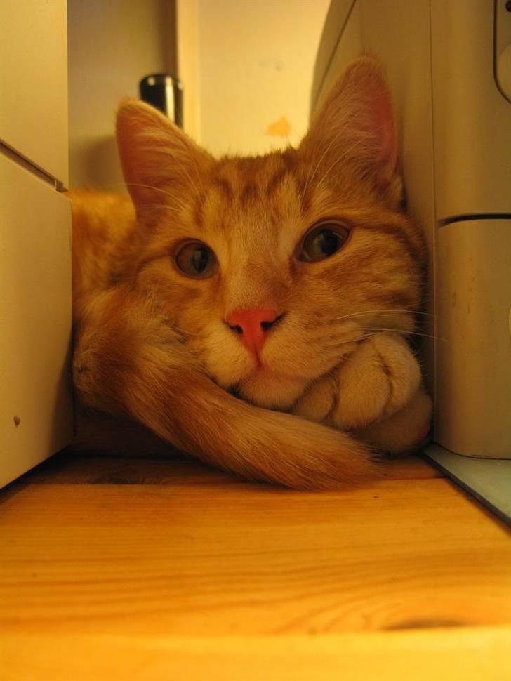 Huskat Elmer billede 7