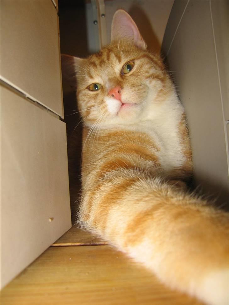 Huskat Elmer billede 8